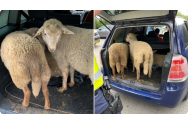 Trei români din Olanda au furat trei oi. Ei le-au ascuns în mașinile lor