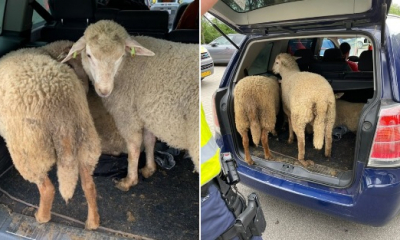 Trei români din Olanda au furat trei oi. Ei le-au ascuns în mașinile lor