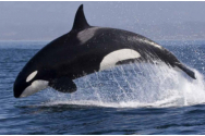 Balenele din Atlanticul de Nord, salvate de roboți