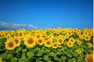 România rămâne cel mai mare producător de floarea-soarelui din UE