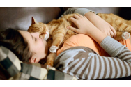 Terapia cu pisici. Are beneficii în tratarea articulațiilor și a bolilor ginecologice
