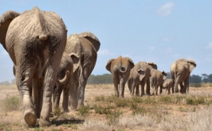 Aproximativ 250 de elefanţi vor fi relocaţi în Malawi