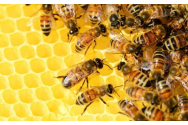 O autoutilitară care transporta 60 de stupi cu albine s-a răsturnat în zona Hanul Ancuţei din Neamț/ O persoană de 68 de ani a fost dusă la spital în urma înţepăturilor de albine/ A fost emis mesaj RO-Alert