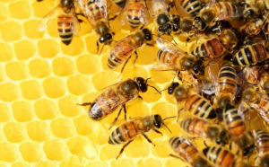 O autoutilitară care transporta 60 de stupi cu albine s-a răsturnat în zona Hanul Ancuţei din Neamț/ O persoană de 68 de ani a fost dusă la spital în urma înţepăturilor de albine/ A fost emis mesaj RO-Alert
