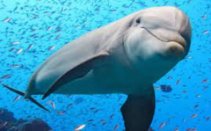 Războiul din Ucraina a ucis peste 3.000 de delfini din Marea Neagră