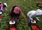 Căpșunarii români nu mai au căutare. Spania aduce muncitori din Ecuador și Bolivia