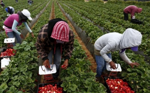Căpșunarii români nu mai au căutare. Spania aduce muncitori din Ecuador și Bolivia