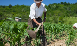 Agricultura, la mâna străbunicilor - O mie de fermieri din Regiunea de Nord-Est sunt trecuţi de 90 de ani