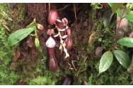 VIDEO - Oamenii de știință au găsit prima plantă carnivoră care prinde prada sub pământ. Se află în Indonezia