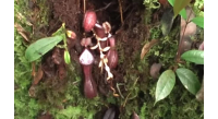 planta-carnivora-borneo-indonezia-descoperire-jungla-natura-stiinta-exotic-tropical-1-e1656847870792