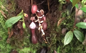 VIDEO - Oamenii de știință au găsit prima plantă carnivoră care prinde prada sub pământ. Se află în Indonezia