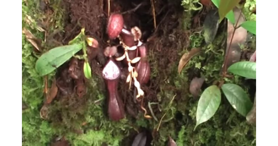 planta-carnivora-borneo-indonezia-descoperire-jungla-natura-stiinta-exotic-tropical-1-e1656847870792
