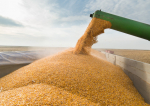 Prețurile cerealelor au stagnat, după un maxim record