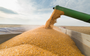Prețurile cerealelor au stagnat, după un maxim record