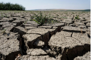 Seceta a afectat, la Iaşi, mii de hectare de culturi agricole