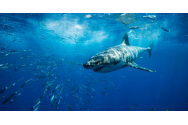 Sezonul de reproducere stă la baza recentelor atacuri ale rechinilor în Marea Roşie