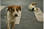 Locuitorii unei comune din Iași nu pot deţine mai mult de doi câini!