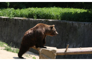 Familie de urşi observată în zone circulate din arealul Padina-Peştera