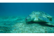 Zeci de țestoase marine verzi, specie pe cale de dispariție, au fost găsite moarte, cu gâtul tăiat, lângă o insulă japoneză