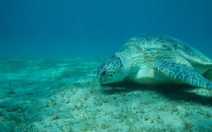 Zeci de țestoase marine verzi, specie pe cale de dispariție, au fost găsite moarte, cu gâtul tăiat, lângă o insulă japoneză