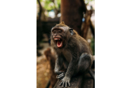 O maimuță sălbatică din Japonia a atacat 10 persoane, inclusiv copii. Este vânată de Politie