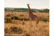 O girafă de la o grădină zoologică din Nairobi a născut gemeni