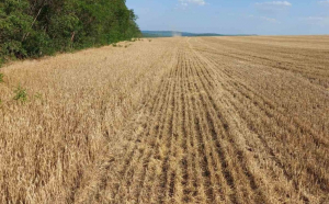 Seceta a distrus grâul din patru județe. Peste 16.000 hectare cultivate în judeţele Brăila, Galaţi, Ialomiţa şi Teleorman sunt compromise