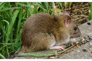 Dilemele politicienilor francezi: Coabitare sau eradicarea milioanelor de șobolani din Paris?