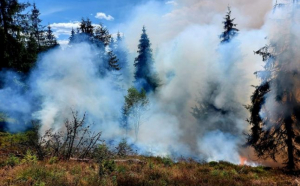 Ard Apusenii! 200 de hectare cu vegetație sunt în flăcări!
