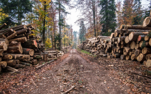 Un sfert din lemnul tăiat anul trecut provine din pădurile Moldovei!