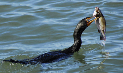   Ministrul Agriculturii cere vânarea cormoranilor: „Mănâncă mai mult pește decât românii”