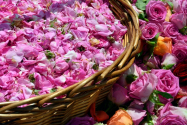 Beneficii ale uleiului de trandafiri, pentru sănătate