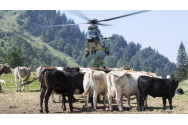 Din cauza secetei, vacile din Elveția primesc apă cu elicopterul