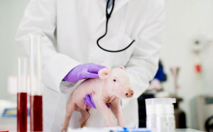 Cercetătorii din SUA au readus la viață celulele unor porci morți