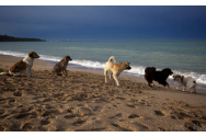 O haită de câini a atacat o femeie aflată la plajă, în Sicilia