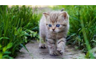 8 august, Ziua internațională a pisicii