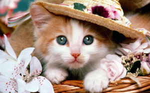 Azi sărbătorim pisicile: Primele festivități ale Zilei internaționale a Pisicii au fost organizate la 8 august 2002 de Fondul Internațional pentru Bunăstarea Animalelor