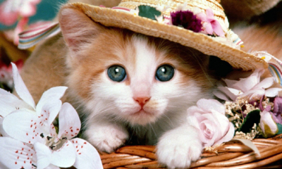 Azi sărbătorim pisicile: Primele festivități ale Zilei internaționale a Pisicii au fost organizate la 8 august 2002 de Fondul Internațional pentru Bunăstarea Animalelor