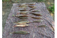 20 de sturioni pescuiţi ilegal din Dunăre, găsiţi în maşina a doi bărbaţi