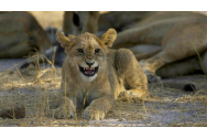  25.000 de lei, amenda pentru un rădăuțean care ținea captiv un pui de leu