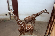 Primele girafe din România au ajuns la Zoo în Târgu Mureș. Imagini unice cu Pumpkin și Kamala