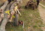 Percheziții în țară la hoții de lemne. Din Moldova sunt vizate județele Suceava, Iași, Bacău și Botoșani