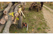 Percheziții în țară la hoții de lemne. Din Moldova sunt vizate județele Suceava, Iași, Bacău și Botoșani