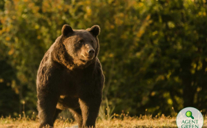  Ministerul Mediului propune „eliminarea imediată” a urșilor care atacă omul