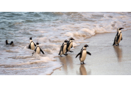 Gripa aviară a făcut ravagii printre pinguini
