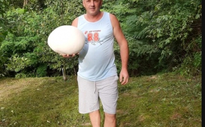 Ciuperci uriașe, în curtea unui bărbat din Dâmbovița. Fiecare exemplare cântărește 3 kilograme