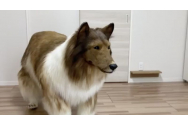 Un japonez a cheltuit 2 milioane de yeni pentru a se transforma într-un câine