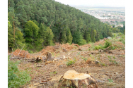 Defrișarea pădurilor, principala problemă de sustenabilitate a României