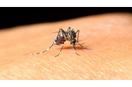 Legile războiului în lumea țânțarilor