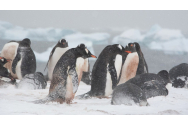 Penele de pinguin, baza unei tehnologii anti-îngheț
